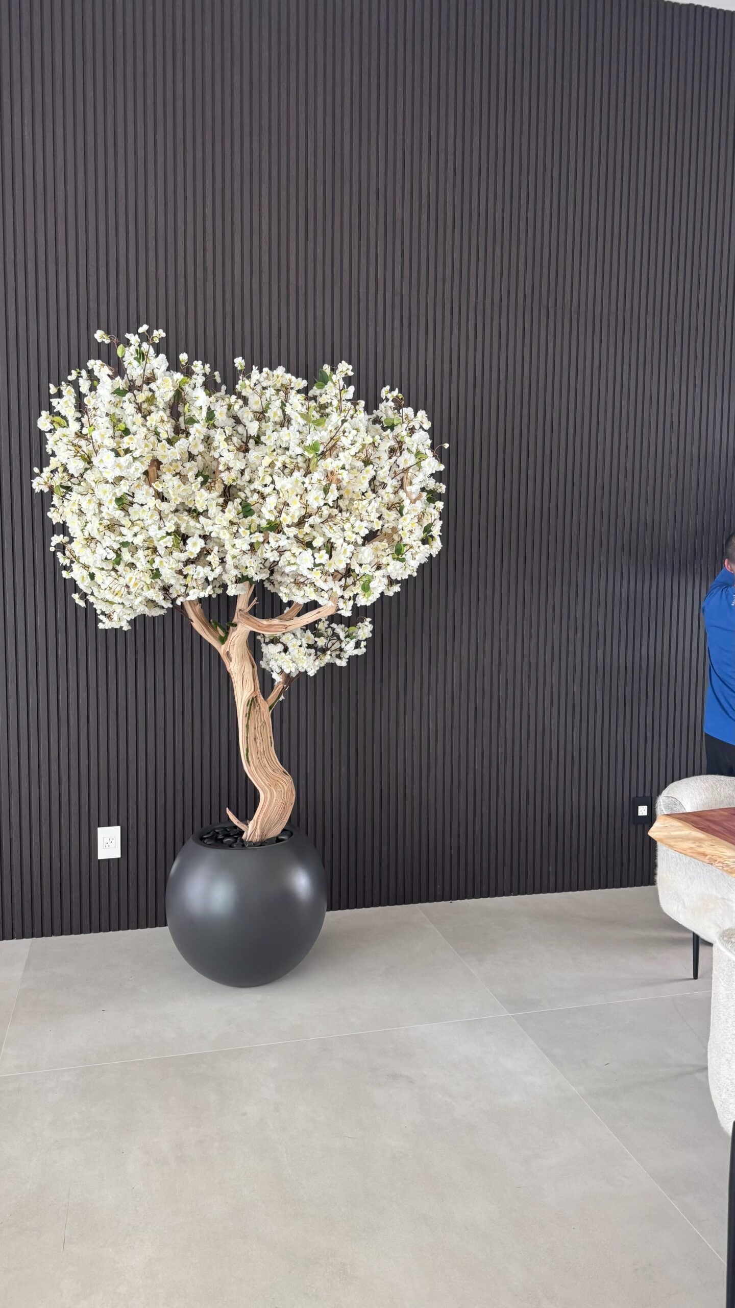 Weißer Kirschblütenbaum „2,13 m“ in einem runden, mattschwarzen Pflanzgefäß