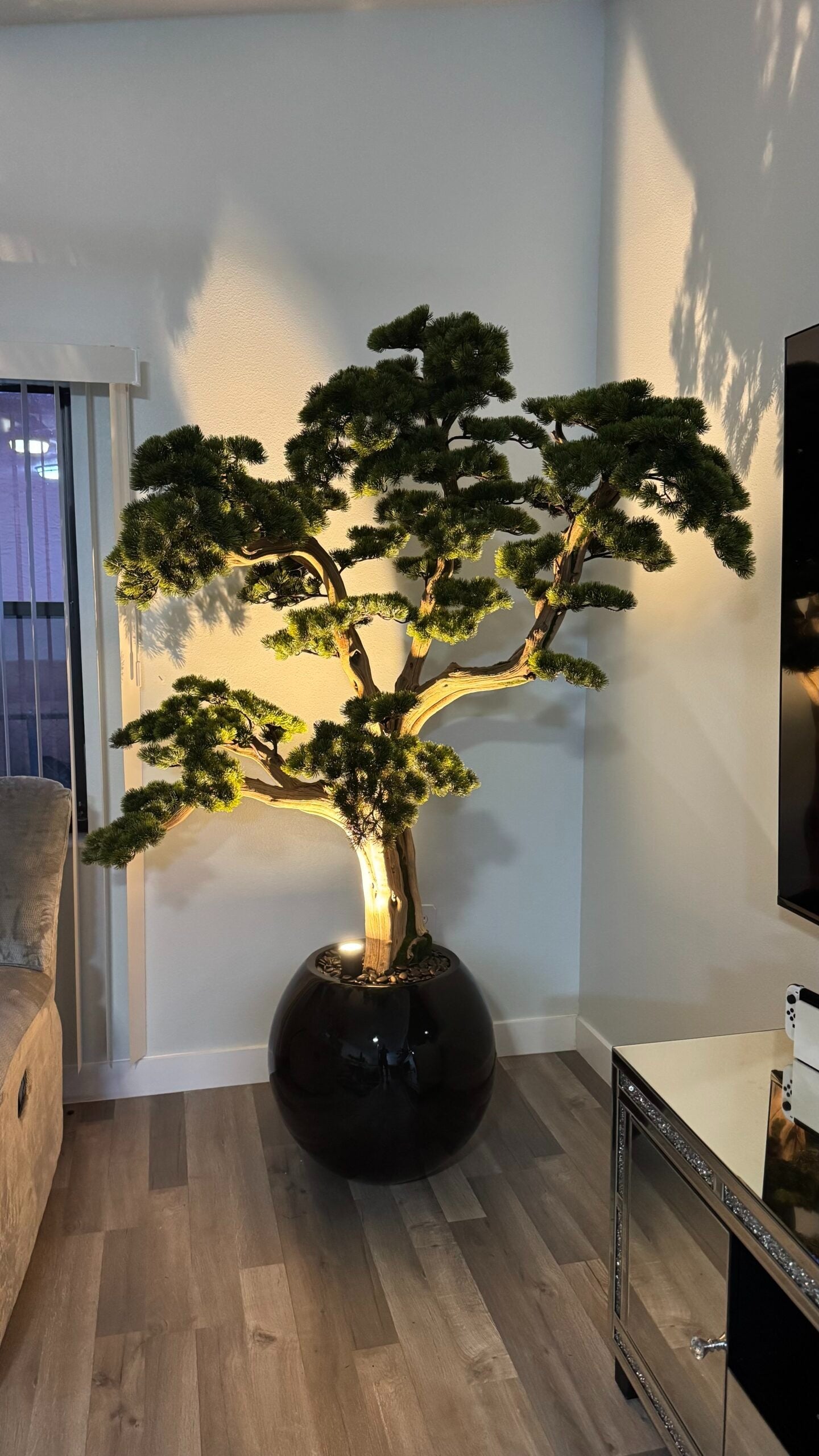 Bonsai „1,80 m“ in einer runden schwarzen Vase