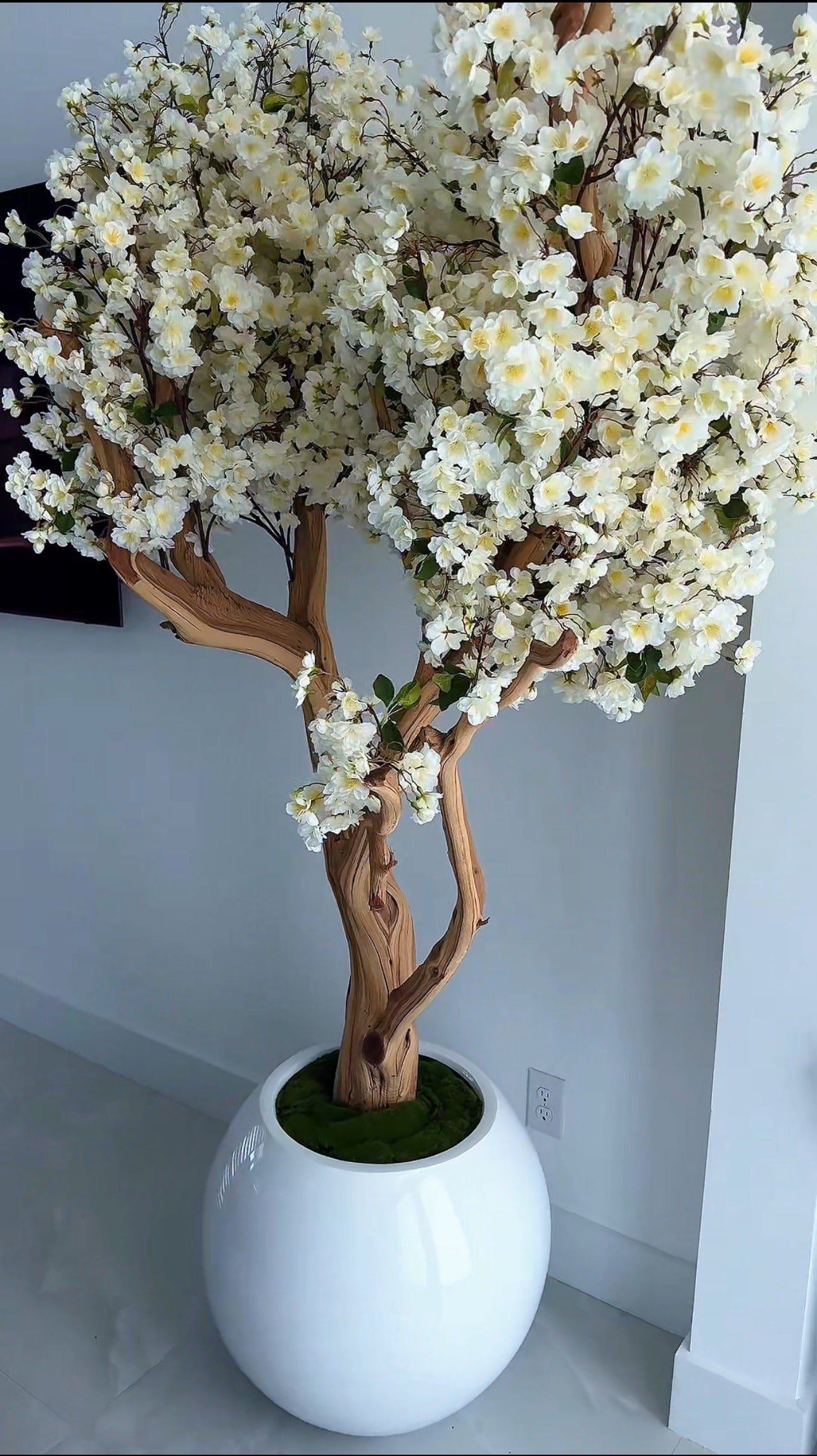 Weißer Kirschblütenbaum in einer weißen runden Vase