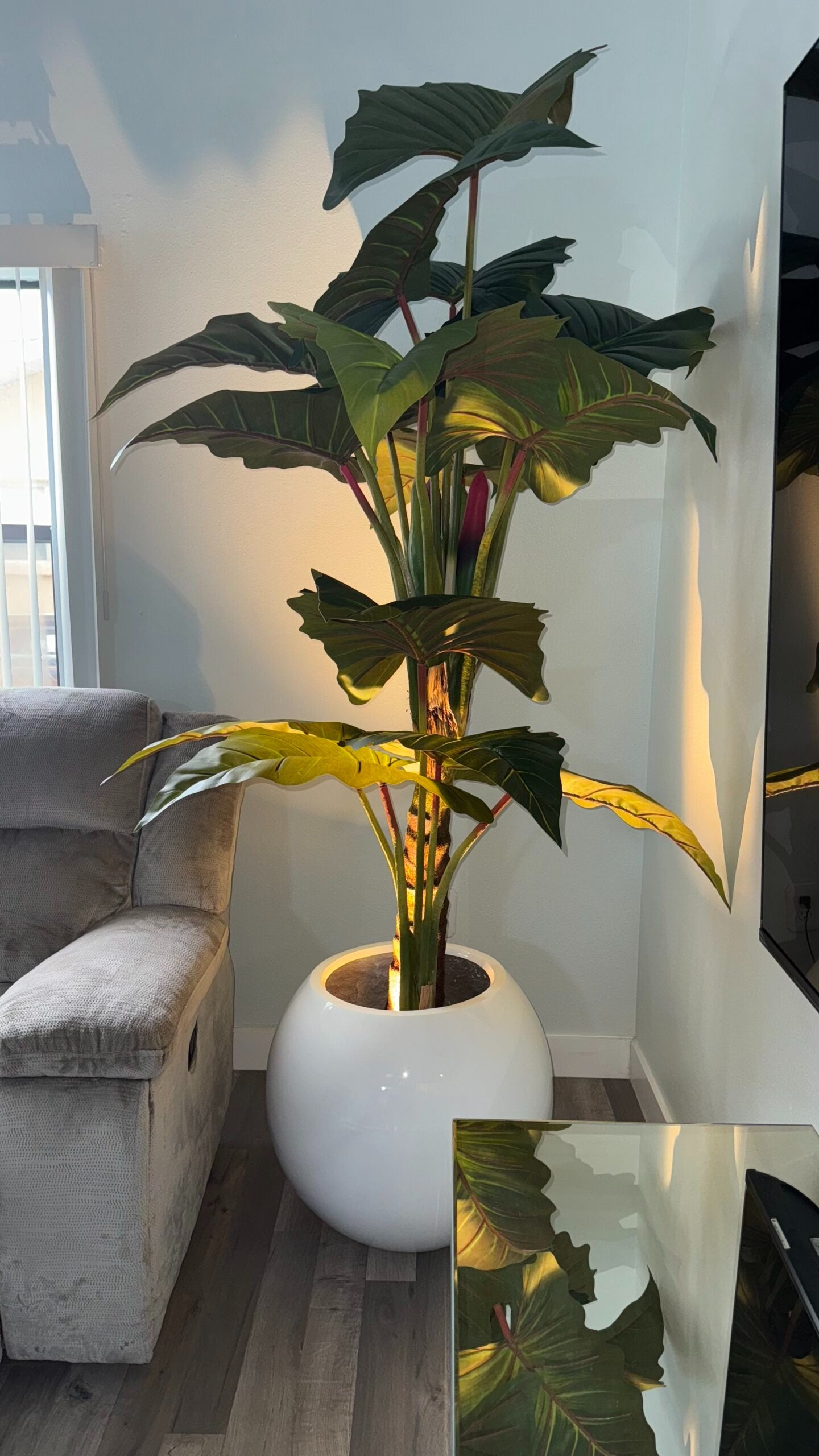 Rote Alocasia „Prince“ XL in einem weißen Pflanzgefäß