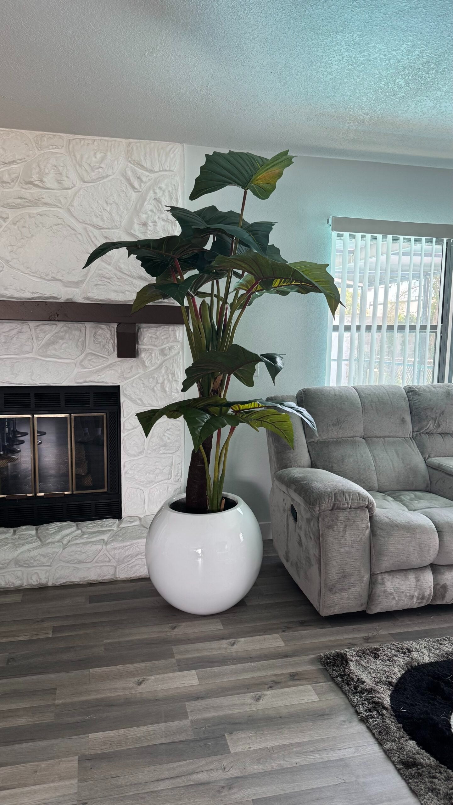 Rote Alocasia „Prince“ XL in einem weißen Pflanzgefäß